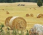 Graudu raža laba, tikai svarā viegla