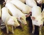 Krīzes loks sažņaudzas ap cūkkopību