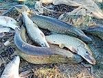 Lai Liepājas ezerā nepietrūktu zivju