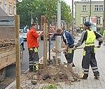 Piecpadsmit jaunu liepiņu