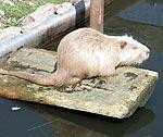 Zaudējumu atsver jaunas dzīvības