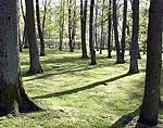 Koki atgūst zaļo spēku un skaistumu