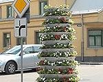 Liepāja rotājas ar puķu piramīdām