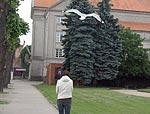 Sudrabkaijas draud cilvēkiem