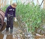 Otankas upīte appludina saimniecības