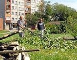 Koki upurēti jaunā dzīvojamā rajona būvniecībai