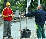 Peldu ielā būs kastaņu aleja