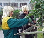 Apstādījumus gatavo ziemai