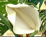Monstera cīravniekus priecē ar augļiem