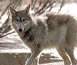 Zoodārza filiālē “Cīruļi” Kalvenē notiek vilku paaudžu maiņa