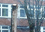 Sargājot bērnu, noņem putnu ligzdas