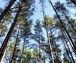 Par meža ugunsnedrošā laikposma izsludināšanu