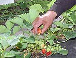 Agro zemeņu lauki neļauj cilvēkam novecot