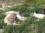 Ceļmalā mētājas beigtas cūkas no dāņu fermas