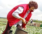 Paipu ciema agro kāpostu kraukšķīgais kārums
