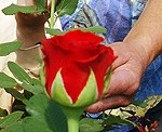 Ziedēšanas svētkus svin puķu karalienes rozes