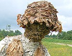 Lapu vīriņš zina pastāstīt daudz