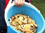 Sēņu prieki rit pilnā sparā