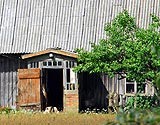 Krūte – mežābolītis pazarē