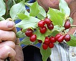 Kizili dāvā fenomenālu ražu
