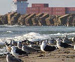 Plāno atvērt jaunu prāmja līniju Liepāja – Traveminde