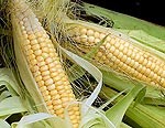 Kuļ kukurūzu un priecājas par dāsno birumu