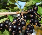 Meklējam “glābšanas salmiņus”