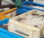 “Kursa” atver zivju veikalu