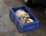 Meklē jaunus zivju tirgus
