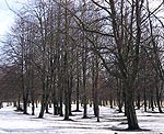 Dunikas ielas parkā retinās nokaltušos un novārgušos kokus