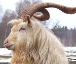 Piemīlīgo jēru klusēšana