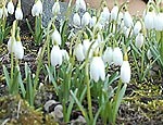 Iestājies astronomiskais pavasaris