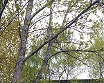 Papeļu “kari” Roņu ielā