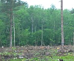 Vai koki glābs Latvijas ekonomiku?