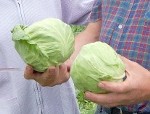 Neziņas ēna pār kraukšķīgo kāpostgalviņu jūru