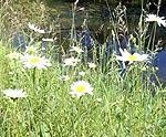 Iestājas astronomiskā vasara