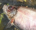 Lauku miglotājus vaino zivju bojāejā