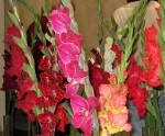 Latviešu biedrības namā jau trešo gadu uzzied gladiolas