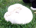 Sētu rotā milzu apaļpūpēdis