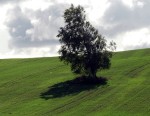 Aicina veidot no gēnu modifikācijām brīvas zonas