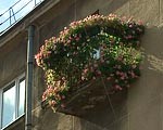 Kāpēc Liepājā maz ziedošu balkonu?