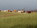 30 buļļu brīvsolī