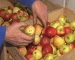 Vētra palīdzējusi novākt ābolu ražu
