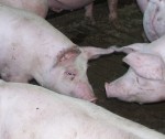 Dāņu cūku audzētājs sakaitina priekulniekus