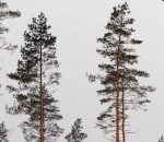 Mežsargu skaits sarūk, kontrolēs tikai izlases veidā