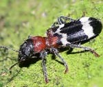 Gada kukainis – parastais skudrulītis, gada bezmugurkaulnieks – vasaras vairogvēzis