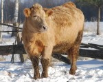 Latvijā izaug visveselīgākie bullēni
