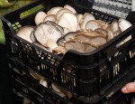 Austersēnes visu laiku jāuzmana
