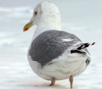 Daudzi putni barību meklē citās zemēs