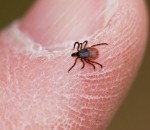 Nokūstot sniegam, aktivizēsies ērces – mediķi iesaka potēties laikus